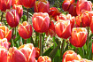Box 25 tulip bulbs 
