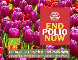 Projektverpackung 1800 Bio Tulpenzwiebeln