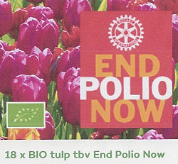 10 x 18 Bio tulip bulbs 